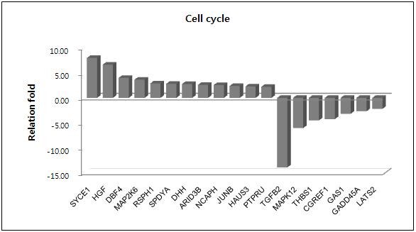 putative CSC의 Cell cycle 관련 유전자 발현 패턴