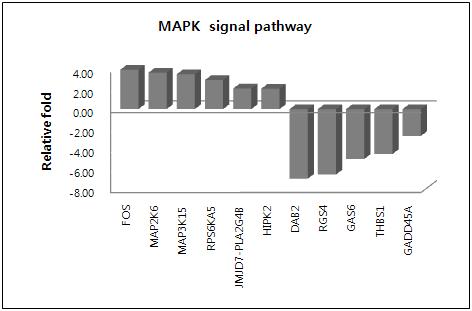 putative CSC의 MAPK signal pathway 관련 유전자 발현 패턴