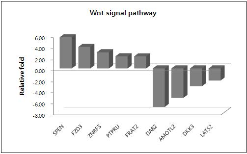 putative CSC의 Wnt signal pathway 관련 유전자 발현 패턴