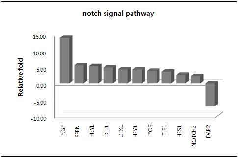 putative CSC의 Notch signal pathway 관련 유전자 발현 패턴