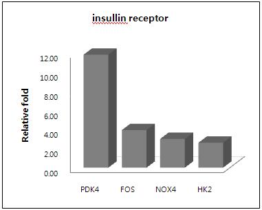 putative CSC의 Insullin receptor pathway 관련 유전자 발현 패턴