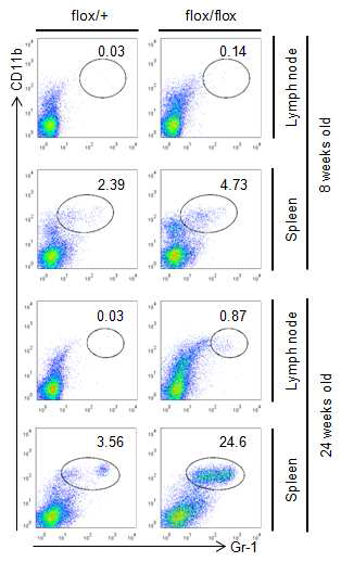 Pdk1+/flox; CD4-Cre (flox/+)와 Pdk1flox/flox;CD4-Cre (flox/flox) 마우스에서 비장, 림프절 내 MDSC population FACS 분석 (6주령, 24주령)