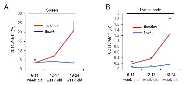 Pdk1+/flox; CD4-Cre (flox/+)와 Pdk1flox/flox;CD4-Cre (flox/flox) 마우스에서 (A)비장 내 MDSC population 비율, (B)림프절 내 MDSC population 비율