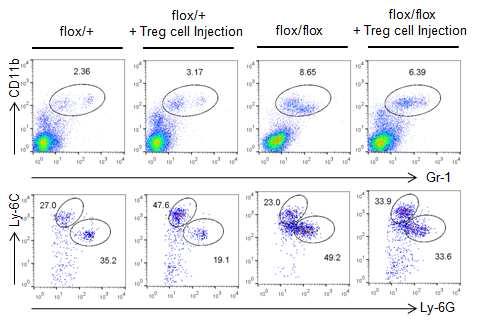 Pdk1+/flox; CD4-Cre (flox/+)와 Pdk1flox/flox;CD4-Cre (flox/flox) 마우스에서 면역 조직 T세포 이식에 따른 MDSC subpopulation FACS 분석