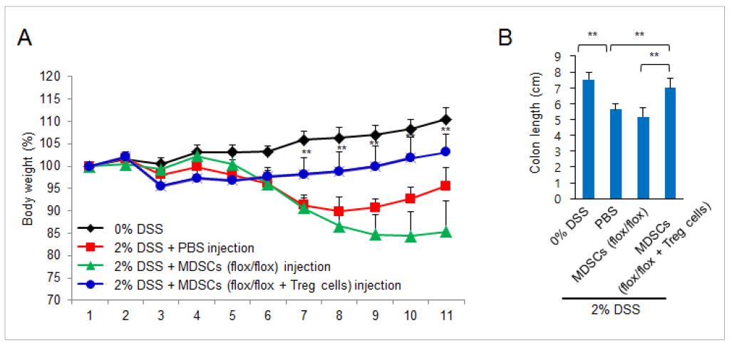 DSS 유도 마우스에서 MDSC세포 이식에 따른 (A)체중 변화 백분율, (B) 장 길이 측정