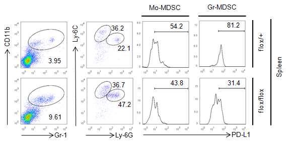 Pdk1+/flox; CD4-Cre (flox/+)와 Pdk1flox/flox;CD4-Cre (flox/flox) 마우스에서 MDSC subpopulation의 효과기 분자들의 PD-L1 발현 FACS분석