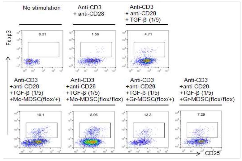 Pdk1+/flox; Pdk1+/flox; CD4-Cre (flox/+)와 Pdk1flox/flox;CD4-Cre (flox/flox) 마우스에서 MDSC subpopulation의 iTreg 세포 분화 FACS 분석