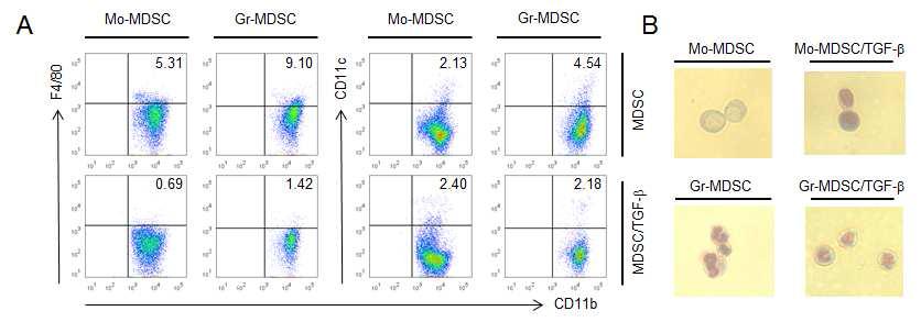 골수세포에서 유래된 MDSC subpopulation의 (A) 성숙한 골수세포 마커 FACS 분석, (B) Wright-Giemsa 염색을 통한 세포 성상 확인