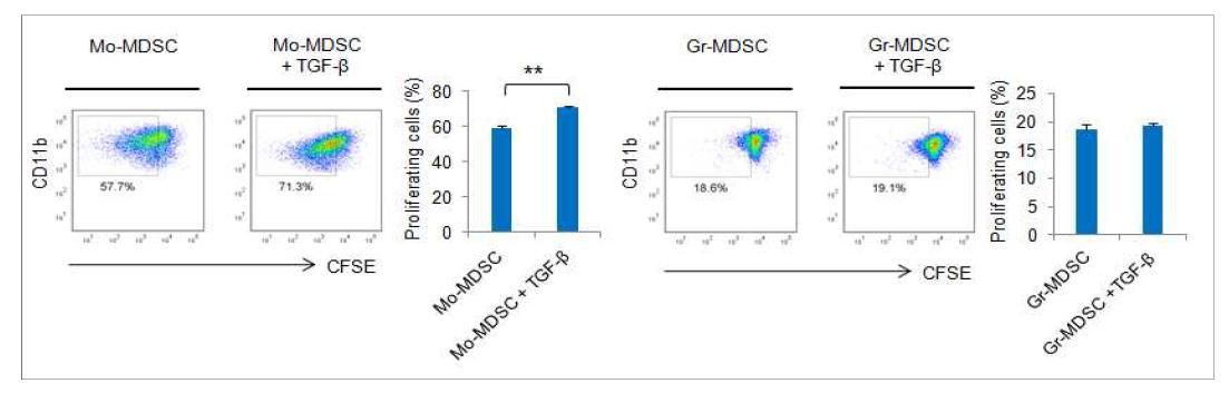 CFSE 표지된 골수세포에서 유래된 MDSC subppopulation의 TGF-β에 따른 증식 FACS 분석