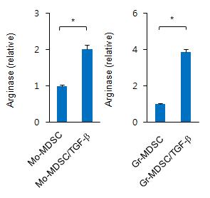 TGF-β 유무에 따른 골수세포에서 유래된 MDSC subpopulation의 Arginase mRNA level