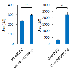 TGF-β 유무에 따른 골수세포에서 유래된 MDSC subpopulation의 Arginase 활성 측정