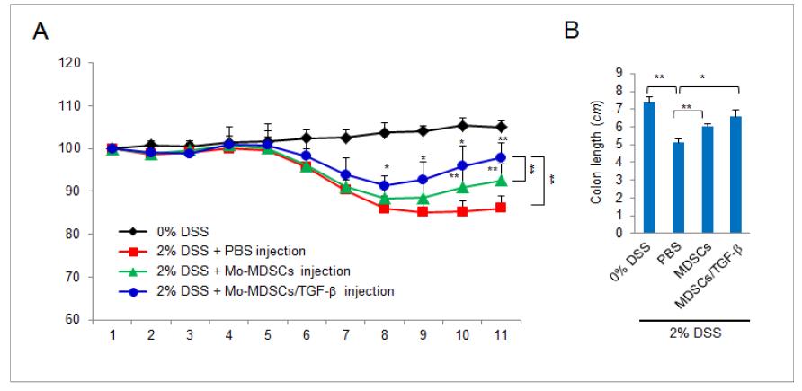 DSS 유도 마우스에서 골수 세포에서 유래된 Mo-MDSC세포 이식에 따른 (A)체중 변화 백분율, (B) 장 길이 측정