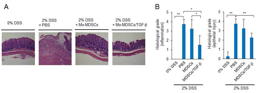DSS 유도 마우스에서 골수 세포에서 유래된 Mo-MDSC세포 이식에 따른 (A)장 조직 사진, (B)장의 염증 및 상피세포 손상의 조직 점수