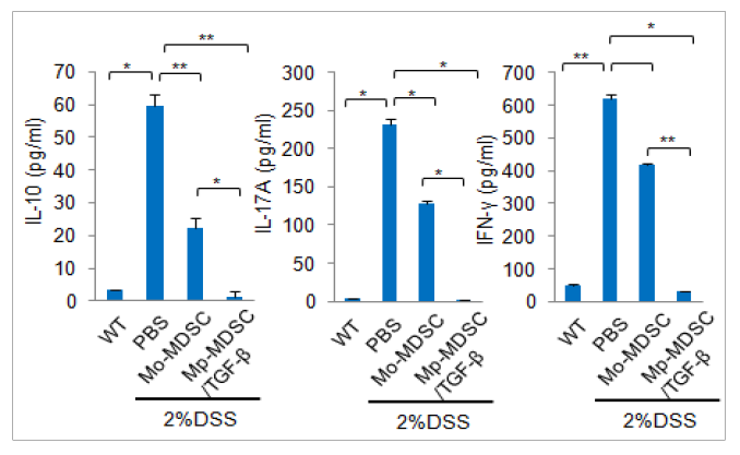 DSS 유도 마우스에서 골수 세포에서 유래된 Mo-MDSC세포 이식에 따른 장 조직 배양 상층액의 싸이토카인 level 측정（IL-10, IL-17A, IFN-g)