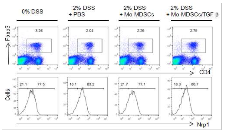 DSS 유도 마우스에서 골수 세포에서 유래된 Mo-MDSC 세포 이식 후 비장 내 면역 조절 T세포 FACS 분석