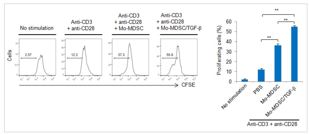 CFSE 표지된 면역 조절 T세포의 골수세포에서 유래된 Mo-MDSC에 따른 증식 FACS 분석