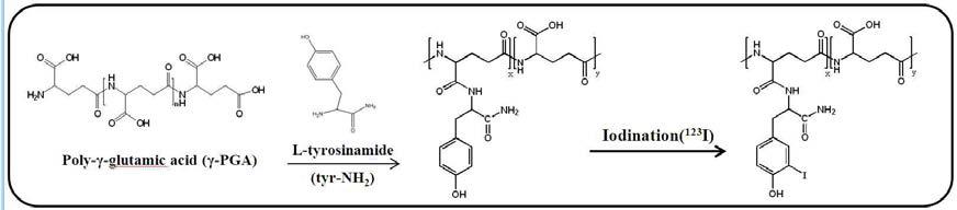 고분자 물질(γ-PGA)에 방사능 동위원소(I-123)를 표지하는 방법의 도식