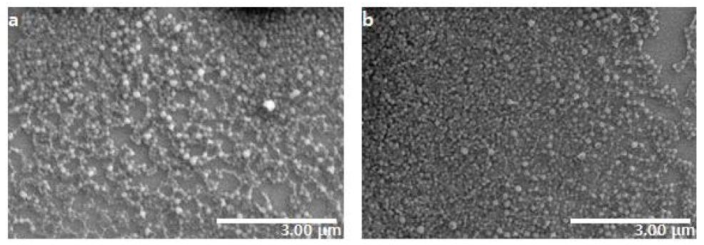 PVA(a)와 Pluronic F127®(b)로 코팅된 PLGA 나노입자의 SEM 이미지.