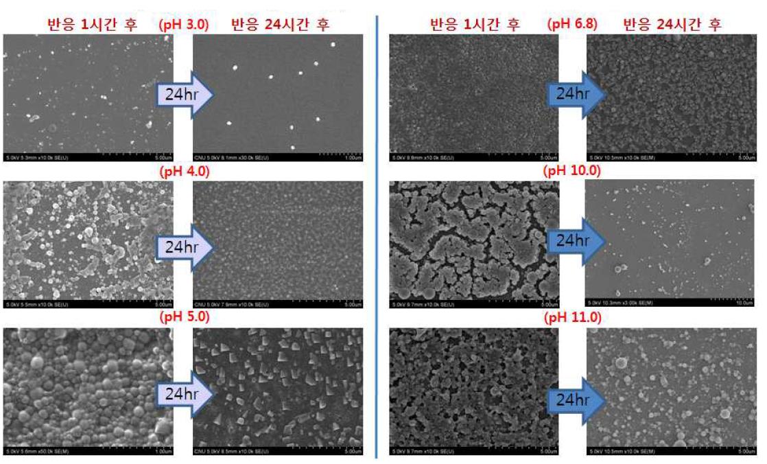 pH 에 따른 γ-PGA/Chitosan 나노입자의 전자현미경(SEM) 사진