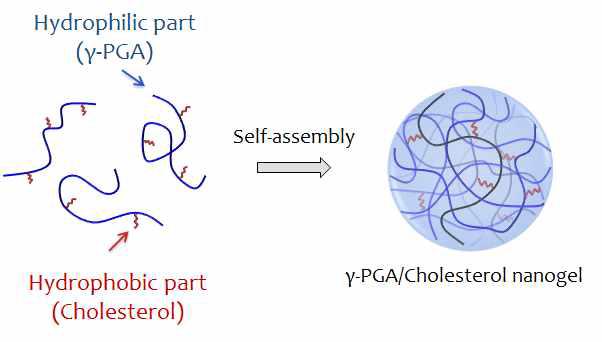 친유성기가 도입된 친수성 고분자의 자기 조립에 의한 나노젤 형성의 모식도
