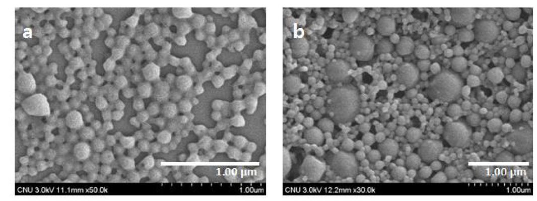 OVA가 봉입된 PLGA 나노입자의 SEM 이미지