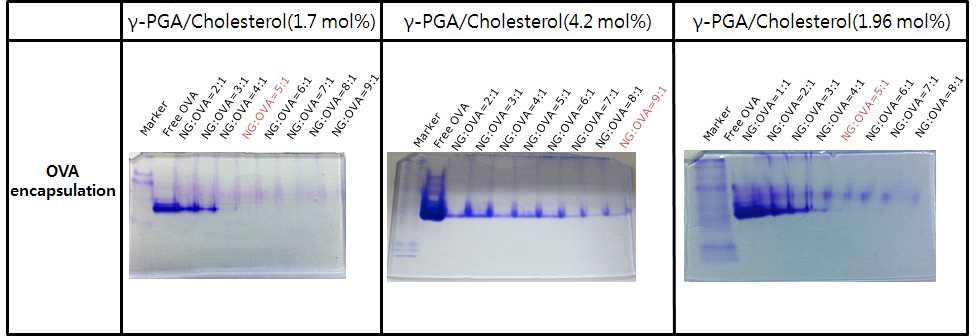 폴리감마글루탐산-콜레스테롤 나노젤의 OVA 항원 단백질 봉입 결과.