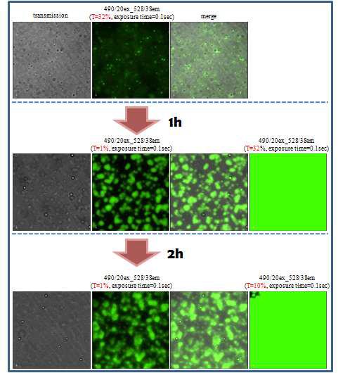 Chitosan/PBAE(poly-beta-amino ester) 입자의 항원(FITC-OVA) 전달 특성