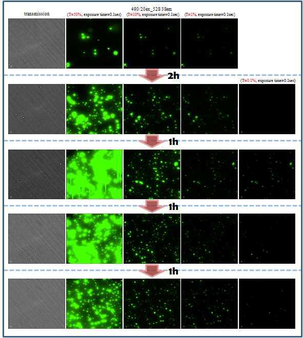 PBAE(poly-beta-amino ester)/Chitosan 나노입자의 항원(FITC-OVA) 전달 특성