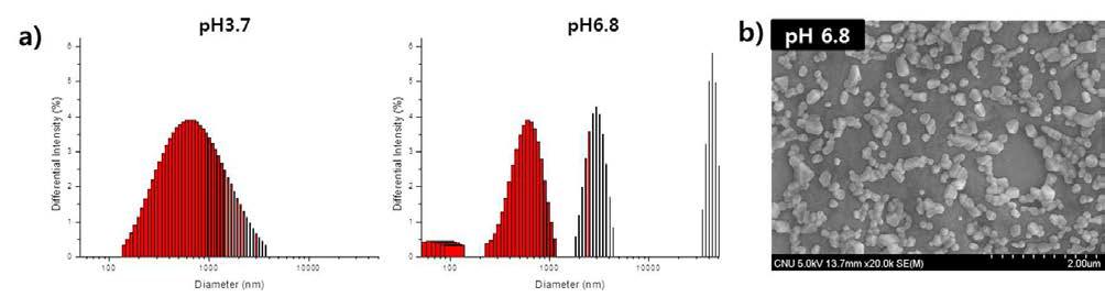 Chitosan/OVA/Heparin 나노 입자의 구조 및 특성 분석