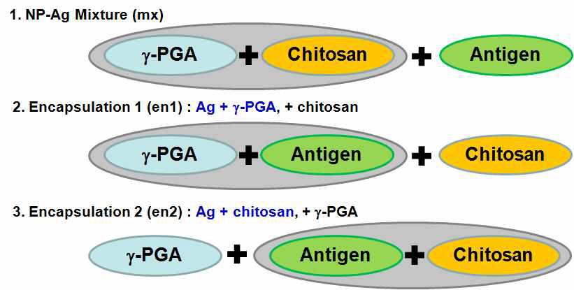 혼합 방법에 따른 γ-PGA/Chitosan 나노입자 제조