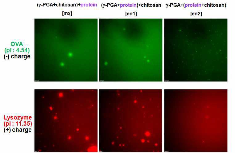 OVA 및 lysozyme 도입 나노입자의 형광현미경 사진