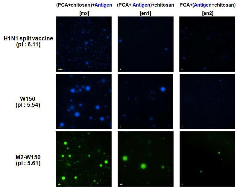 H1N1 상용백신주와 H5항원 도입 나노입자의 형광현미경 사진
