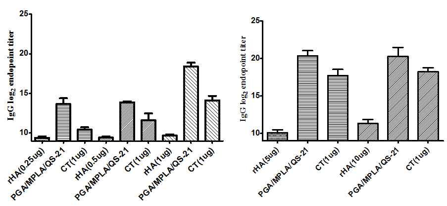 rHA 항원 단백질을 이용한 면역 반응 측정 결과
