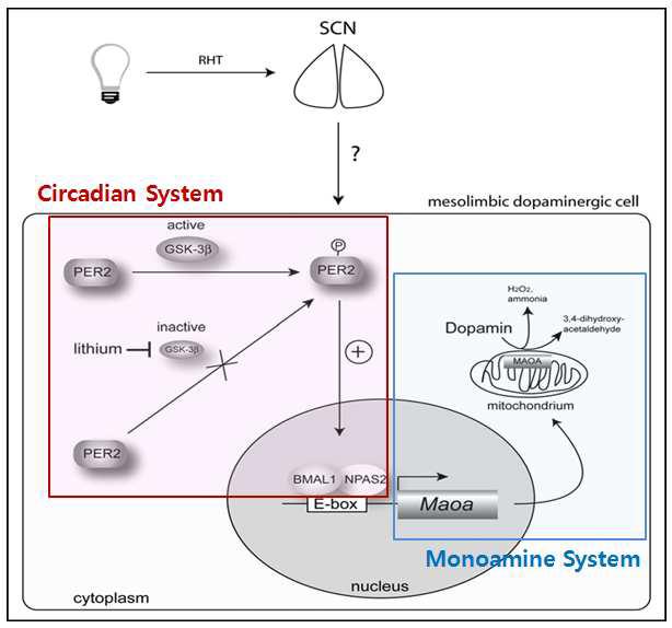 생체시계가 the mesolimbic dopaminergic system계에 영향을 미치는 기전과 조울증에서 Lithium의 작용 기전가설