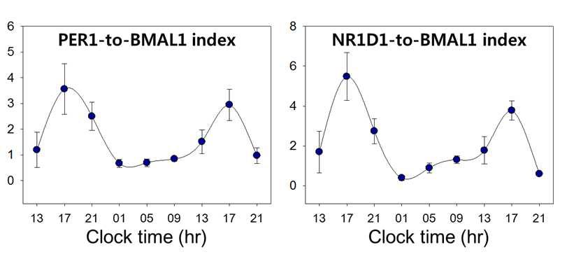 구강 상피세포의 PER1:BMAL1 및 NR1D1:BMAL1 비율의 일주기 리듬.