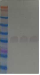 AB204 western blot 결과