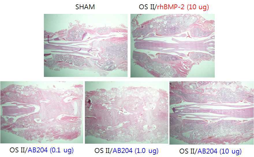 Histology 분석 결과(H&E staining)