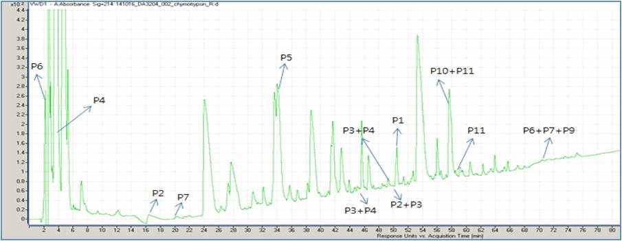 chymotrypsin digestion 펩타이드 맵