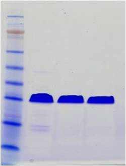 SDS-PAGE (Non-reducing) 결과