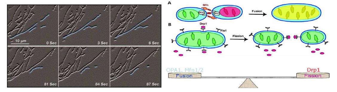 마이토콘드리아의 형태학적 융합과 분열 과정 (좌). 마이토콘드리아의 형태학적 결합과 분열 과정 : 마이토콘드리아 형태조절에 중요한 GTPase 단백질인 Drp1, Opa1, Mfn1/2 단백질의 균형. (우)