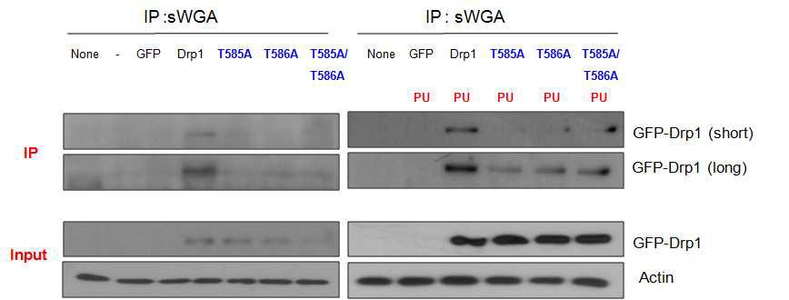 Drp1 O-GlcNAc Mutant에서 Pugnac 의해 증가된 Drp1 O-GlcNAcylation 감소
