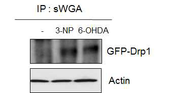 3-NP 및 6-OHDA 처리에 따른 Drp1 단백질의 O-GlcNAc