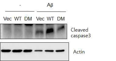 WT Drp1과 DM 과발현된 신경세포에서 caspase-3 활성 조사