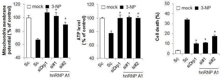 hnRNP A1 발현 억제에 따른 3-NP 민감성 조사