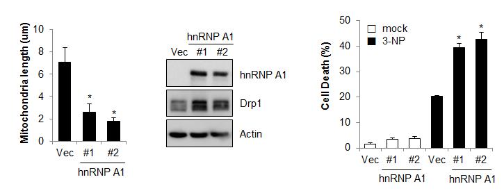 hnRNP A1 과발현에 따른 마이토콘드리아 길이 (좌)와 Drp1 발현 (중) 및 신경세포 사멸 분석 (우)