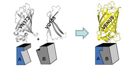 형광단백질 VENUS기반 BiFC system을 이용하여 in vivo binding assay system