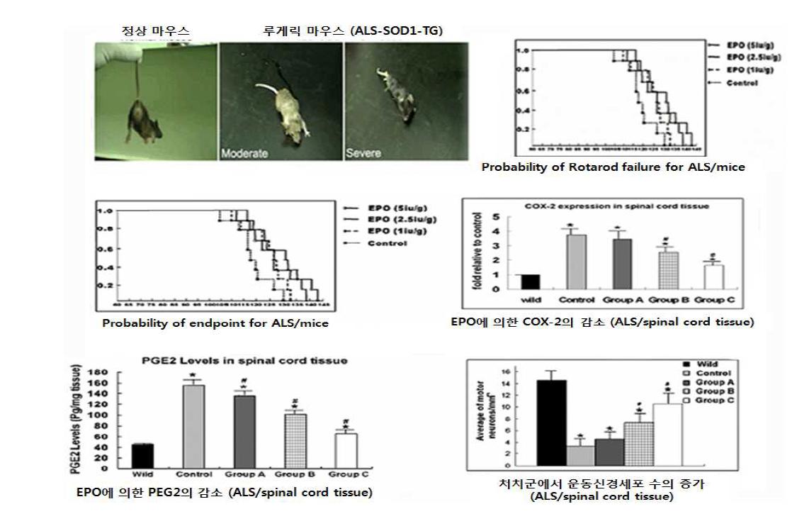 루게릭병 동물모델 쥐에 신경보호인자를 주입하여그 효과를 관찰한 본 연구팀의 연구임.