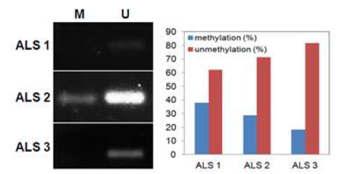 RG108 induces demethylation at the TERT promoter region in human bone marrow mesenchymal stromal cells