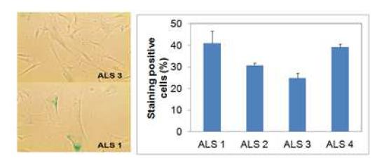 RG108 prevents cellular senescence in human bone marrow mesenchymal stromal cells