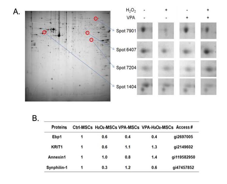 Profiling of protein expression in VPA-treated hBM-MSCs using proteomic techniques